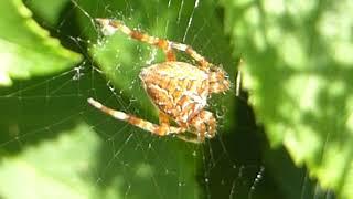 Cross spider - Araneus diadematus - Evrópsk garðkönguló - Köngulær - Áttfætla