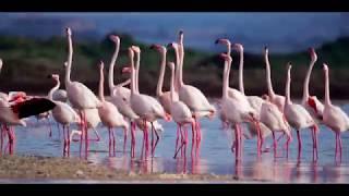 Danza di corteggiamento dei Fenicotteri rosa (Cagliari - Santa Gilla - Sardegna)