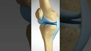 What keeps your knee stable? #kneeligaments #kneeanatomy #kneejoint