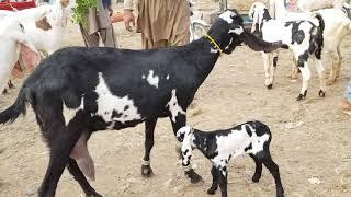 bitthal Bakrid Amritsari 03496789033Mohammad Puri prakriya Rajan Puri bakriyan goat farming Ka Tarik