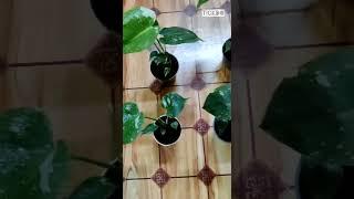 Monstera#Tai constellation plant#Indoor plant