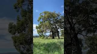 Remnant Native Jarrah and Marri Trees on Lot 9000 Orton Road Byford - LWP The Glades - Cardup Brook