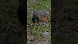 Robin catching worms in the mud #birds #nature