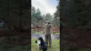 Driven Pheasant Shooting with Labrador Retriever & Springer Spaniel Gundogs #dog #shotgun