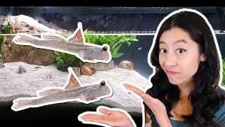 I Kept Pet Mudskippers for 1 Year… Was it worth it?