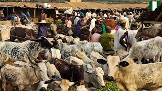 LIVESTOCK KARA MARKET IN AKINYELE IBADAN, OYO NIGERIA . CHEAP PRICES OF COW, GOAT & RAM 