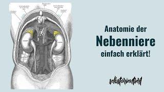 Anatomie der Nebenniere mit gesamten Aufbau erklärt! - Anatomische Lage | Links & Rechts