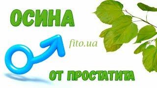 Осика: лікувальні властивості і протипоказання, рецепти і як приготувати від простатиту