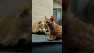 Lover's Apart #shorts #orangecats #lostlove #thewallsong