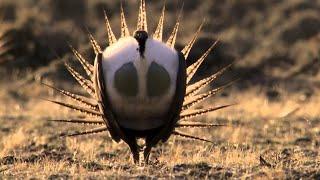 Body-popping sage grouse - Nature's Greatest Dancers - BBC