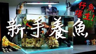 【岳來悅蝦】賞心悅目的孔雀魚缸，打造充滿生氣的魚缸天堂!｜新手養孔雀魚全攻略!｜建立我的第一個孔雀魚缸｜這樣養孔雀魚最好養｜超療癒水族箱｜新手養魚不再是難事｜小魚生到爆