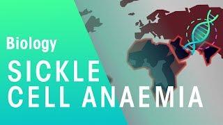 Sickle cell anaemia | Genetics | Biology | FuseSchool