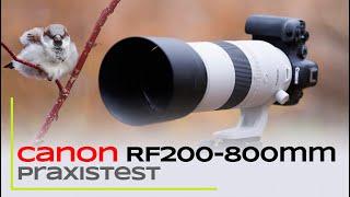 Canon RF200-800mm - Praxistest: Autofokus, IS und Schärfe