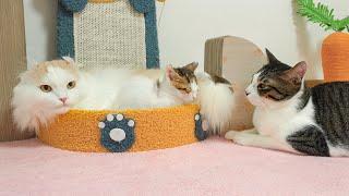 Two Male Cats Protect the Rescued Kitten While She Sleeps~ │ Episode.202