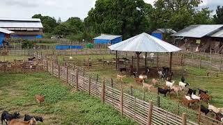 4th Dec 2019, Goat farming in Philippines.