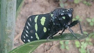 Aglaomorpha plagiata Insect resting