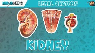 Renal | Kidney Anatomy Model