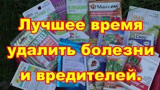 Не  дайте болезням и вредителям сада и огорода уйти в зиму,тогда летом их будет меньше.