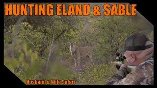 Eland hunting in Northern Limpopo