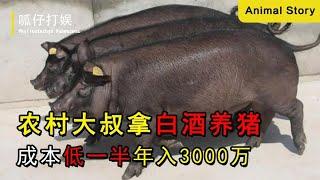 农村大叔拿白酒养猪，成本只有同行一半，却靠醉猪年入3000万