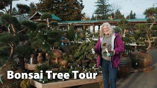 Bonsai Tree Tour At Art's Nursery