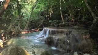 Relaxation // Bruit de l'eau et des animaux // Forêt tropicale 【1080p】