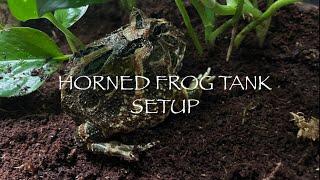 Horned Frog (Ceratophrys Ornata) Care|Part 1|Tank Setup