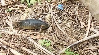 Fish Walking on Land - Climbing Perch (Anabas testudineus)