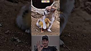 Sunwin | Link tải sunwin Respect animals ️#Ep_12