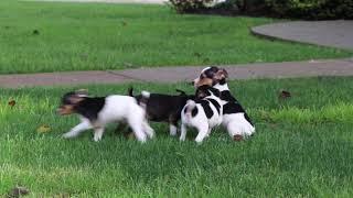 Toy Fox Terrier Puppies For Sale