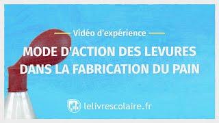 Vidéo d’expérience : L'effet des levures (Sciences et Technologie 6e)