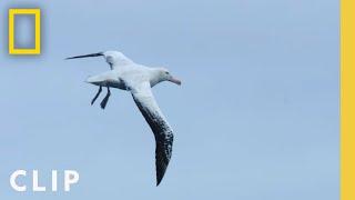 Behind the scenes: Flying a drone like albatross | Incredible Animal Journeys | National Geographic