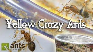 Ant War or Supercolony: New Yellow Crazy Ants