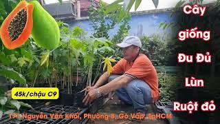 Top 9 loại cây ăn trái dễ trồng trong chậu, cho trái trĩu cành ( Vườn Sài Gòn)