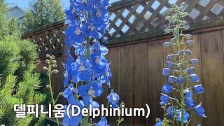 #델피니움(Delphinium) #루핀(Lupine) #디기탈리스(Digitalis), Gardening