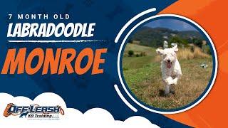Labradoodle Training Roanoke | Labradoodle Dog Training Video