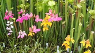 Disa in the Sarracenia lagoon 21 06 14