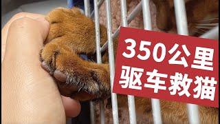 3岁小猫突然瘫痪，小城医生让我们立即转院，结果…