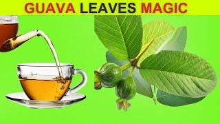 Incredible Benefits of Guava Leaves | 11 Reasons To Drink