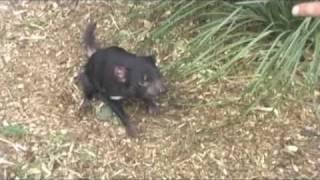 Tasmanian Devil screaming