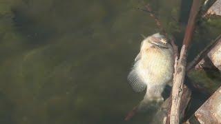 Why is Sloan's Lake full of dead, smelly fish?