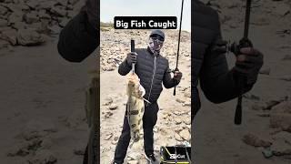 Big fish caught #fishinglife #fishtank #fisherman #fishvideo #river #aquarium #catfish #fish #craft