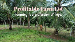 V#560 | Profitable Farm Lot TITLE with Fruit Bearing Trees| Tanay Rizal