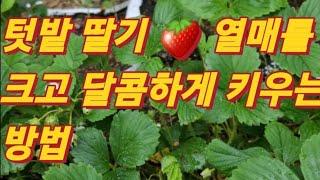 텃밭 딸기  열매 크고 달콤하게 키우는 방법/Strawberry Fruit Growing big and sweet Bangber(농사의신)