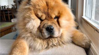 Grooming Our Little Lion (Chow Chow)