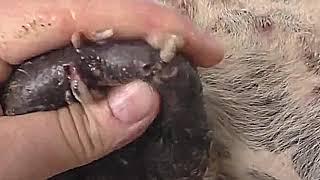 big mangoworms in the balls dog | ouch | removing mangoworms botfly from dogs