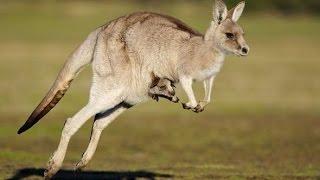 10 Animal Fastest, Highest and Best Jumpers