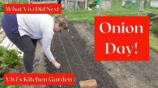 Vivi's Kitchen Garden: Onion day!