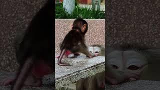 Cute baby monkey #cute #funny #monkey #love #baby #macaque #animals #shorts