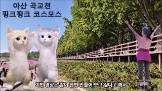 아산 은행나무길 곡교천 핑크 코스모스 딸과 겨울여행 나들이